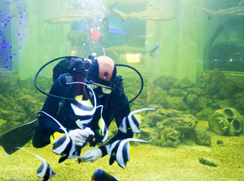 Шоу «Кормление рыб»